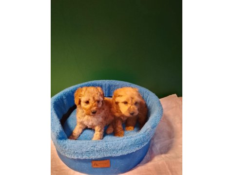 Mükemmel Maltipoo Yavrularımız