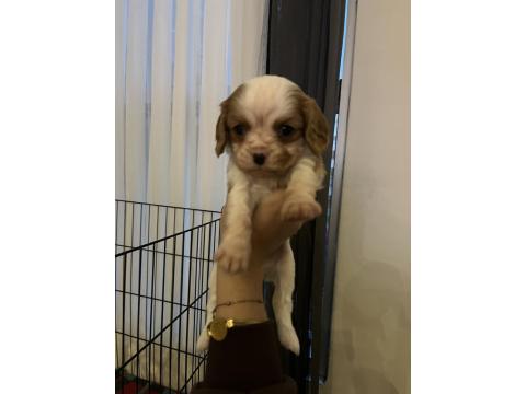 Safkan Cavalier King Charles Yavruları