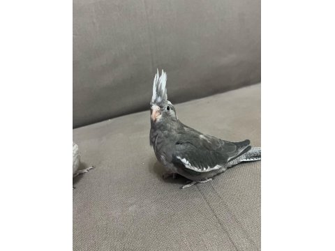 Evcil Yavru Sultan Papağanı