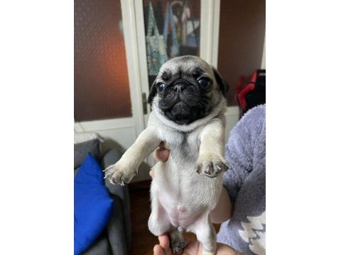 Pug Yavru Köpek