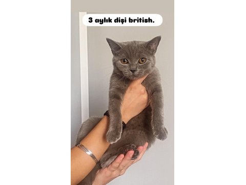 British Shorthair Bebekler
