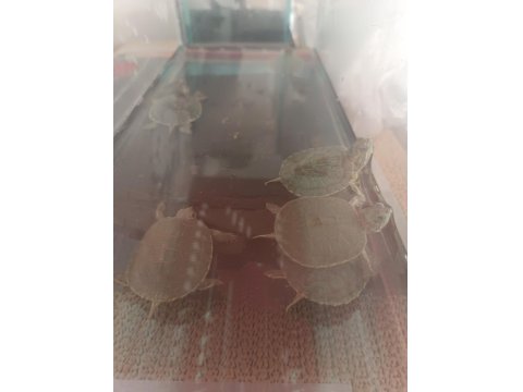 İthal Kırmızı Yanaklı Su Kaplumbağası