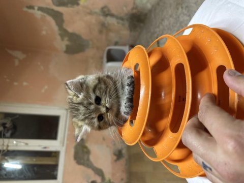 British Longhair Golden Point Dişi Hemen Teslim