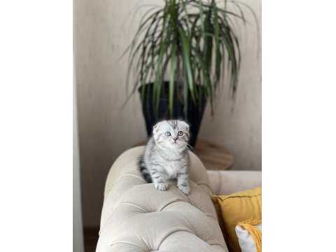 Teslime Hazır Sıfır Kulak Scottish Fold Güzellik