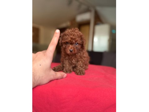 Kore Kan Toy Poodle