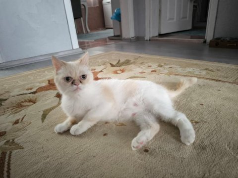 Exotic Shorthair Dişi (1 Yaşında)