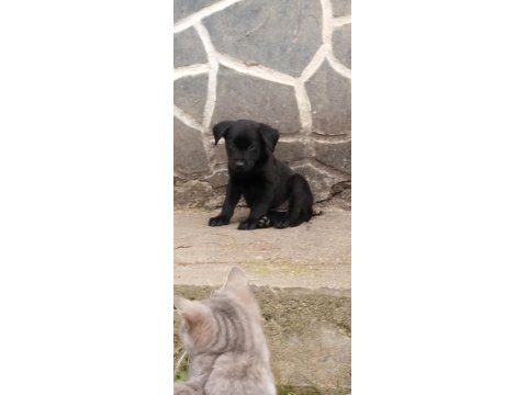 60 Günlük Teslime Hazır Labrador Yavrular