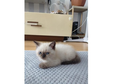 2 Aylık İran Kedisi