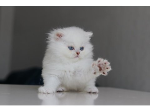 Full Şecereli Babadan Teslime Hazır Erkek British Longhair