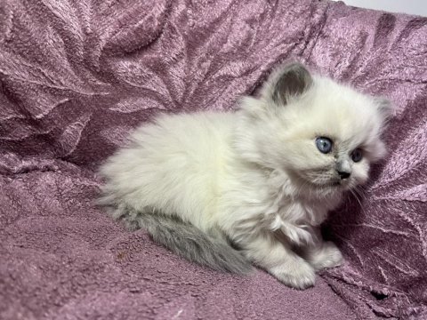 Blue Point British Longhair