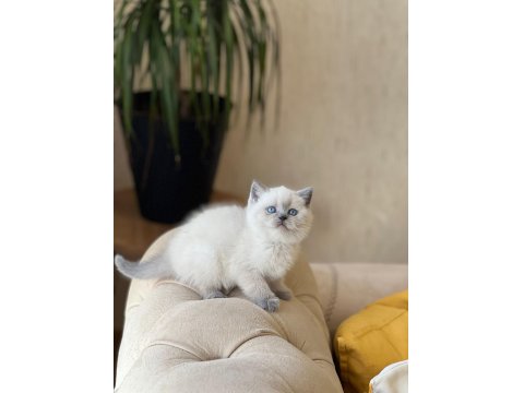 British Shorthair Yavru Dişi Kedimiz