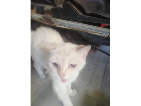 Ücretsiz Kedimizi Sahiplendirme