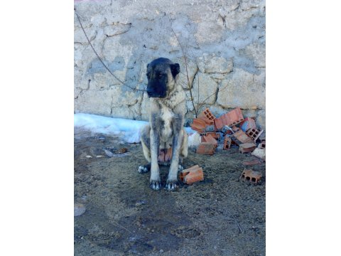 Sivas'tan Has Kangal Köpeği Yavrular