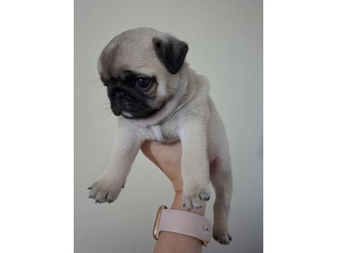 Dişi Pug Yavru 2 Aylık