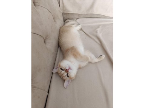 British Shorthair Yavrular 3 Aylık