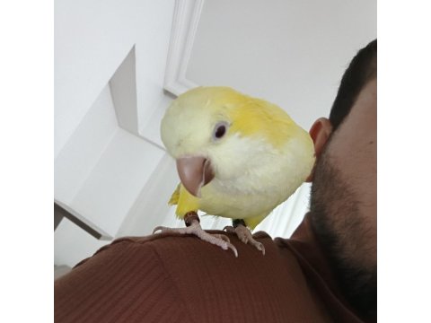 Monk Keşiş Papağanı Lutino Göz Mutasyon Sarı 2 Yaşında