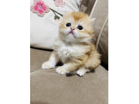 Yavru British Longhair Kedimize Yuva Arıyoruz