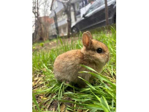 Safkan Cüce Tavşanlar Her İle Gönderim