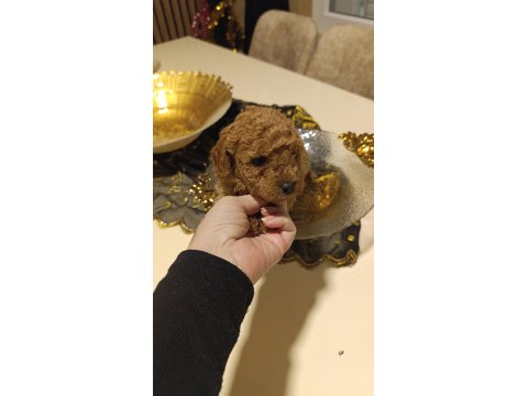 Sevimli Irk Toy Poodle