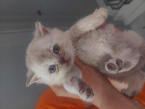 British Shorthair Blue Point Yavrular