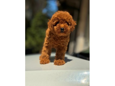 Safkan Toy Poodle Köpekleri