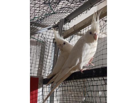 Albino Çift Sultan Papağanı Uygun Fiyata