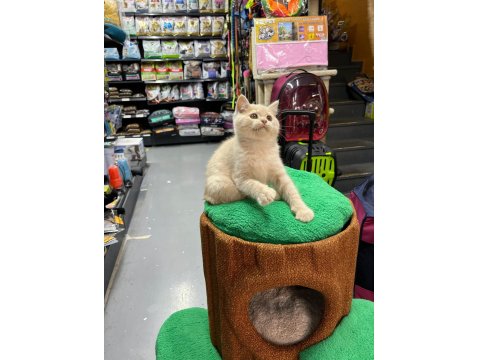 Show Kalite British Yavrularımız 2,5 Aylık