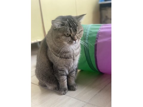 Sakin Ve Uyumlu British Hera’ya Yeni Yuva Arıyoruz