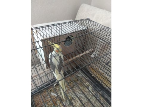 Çift Sultan Papağanımız