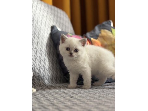 British Shorthair Lilac Ve Beyaz Yavru Kedilerime Yuva Arıyorum