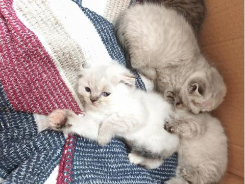 Yeni Yavru Kediler Asil Ve Çok Uygun