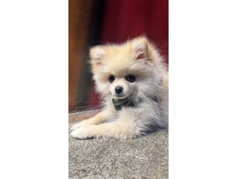 Hera 6 Aylık Pomeranian