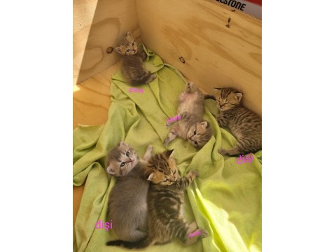 Çok Tatlış British Shorthair Yavrular Rezerveye Açık