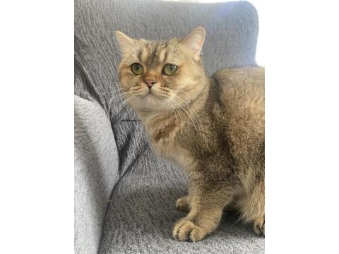 Kedimiz Mişa Yeni Yuvasını Arıyor