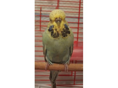 Dişi Show Jumbo Muhabbet Kuşu