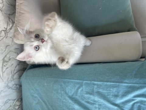 Safkan Atalardan Point British Longhair Yavrular