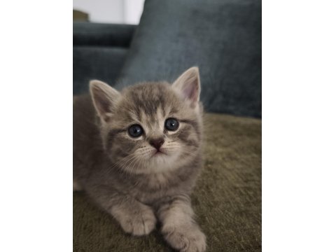British Shorthair Uysal Kedimiz