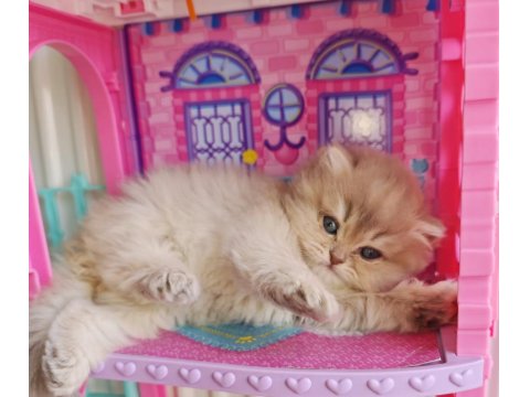 Bebek Golden British Longhair Cy11