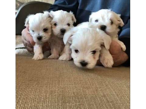 Ev Doğumu Maltese Bebeklerimiz