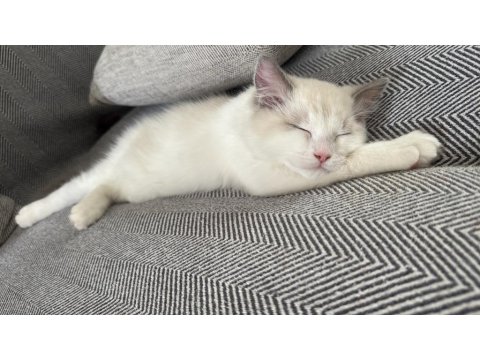 Güzeller Güzeli Ragdoll