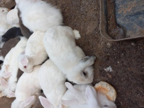 Hollanda Lop Tavşanlar