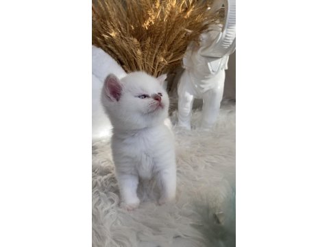 Safkan British Shorthair Lilac Point Erkek