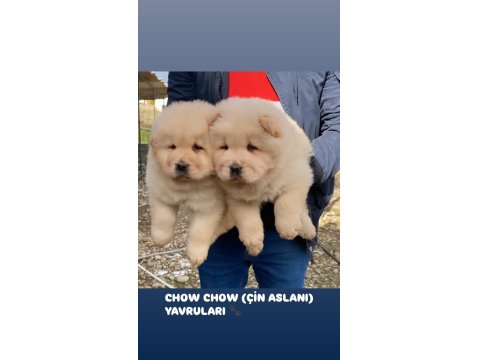 Ayıcık Chow Chow Yavruları