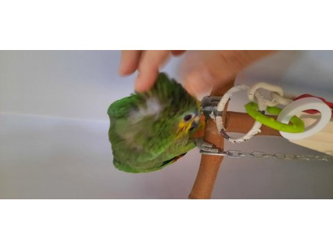 Amazon Papağanımız 7 Aylık