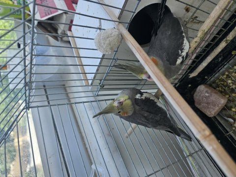 Yeni Yeme Düşmüş Sultan Papağanı Yavrular