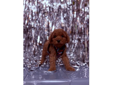 Sevimli Poodle Köpeği Yavruları