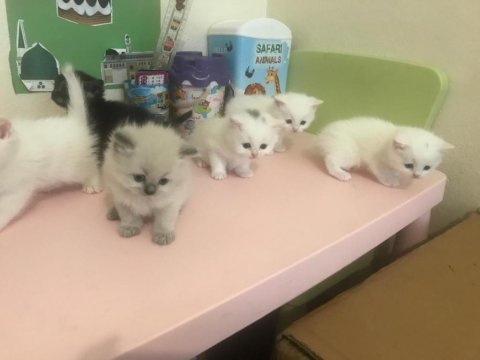 O Çok Tatlı Yavru Kedimiz