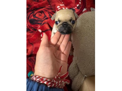 Muhteşem Pug Yavruları