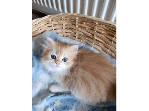 British Longhair Kedilerimiz