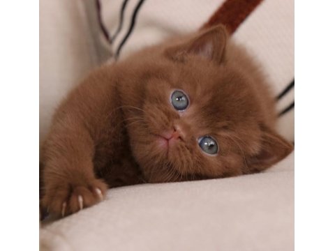 Minik Mocha Chocolate British Shorthair